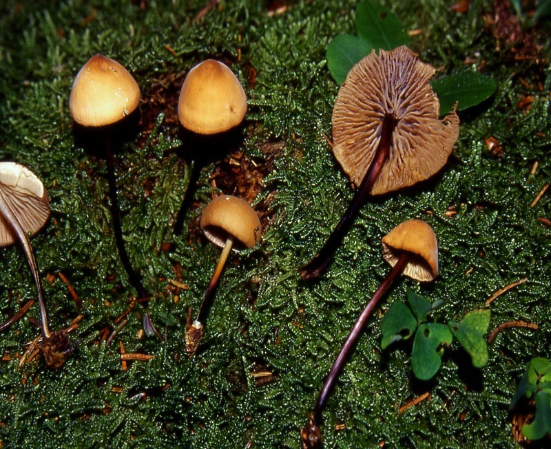 Marasmius cohaerens da confermare.